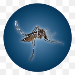 Resources - Greater Los Angeles County Vector Control District Mosquito Png,Mosquito Transparent