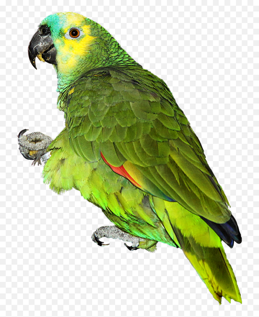 Parrot Png Transparent Image Background