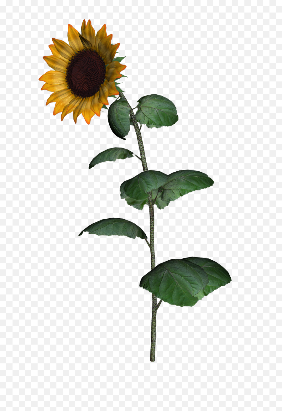 Sunflower Clipart With Leaf Png Images - Transparent Sunflower Stem,Transparent Sunflower