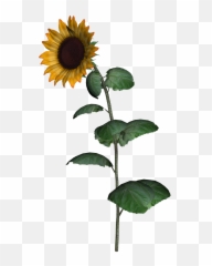 Sunflower Clipart With Leaf Png Images - Transparent Stem