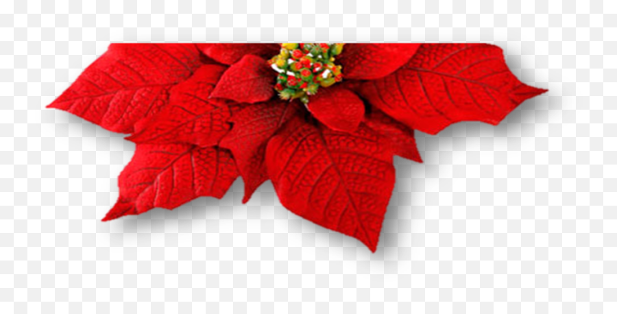 Poinsettia Transparent Real Picture - Poinsettia Png,Poinsettia Png