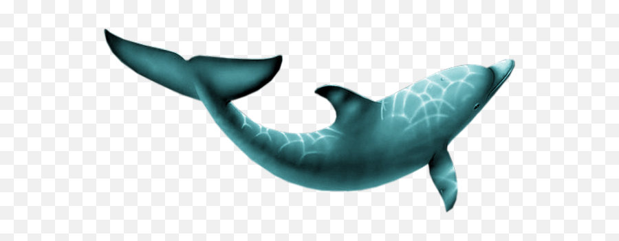 Dauphin Png Tube Mer - Sea Dolphin Clipart Delfín Png Common Bottlenose Dolphin,Dolphin Clipart Png