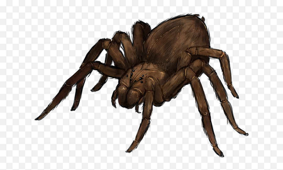 Beast - Giant Spiders Medieval U0026 Fantasy Minecraft Roleplaying Giant Spider Transparent Background Png,Spider Transparent
