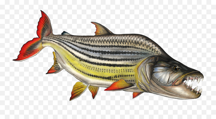 Download Free Png Tiger Fish - Dlpngcom Tiger Fish Png,Fish Png