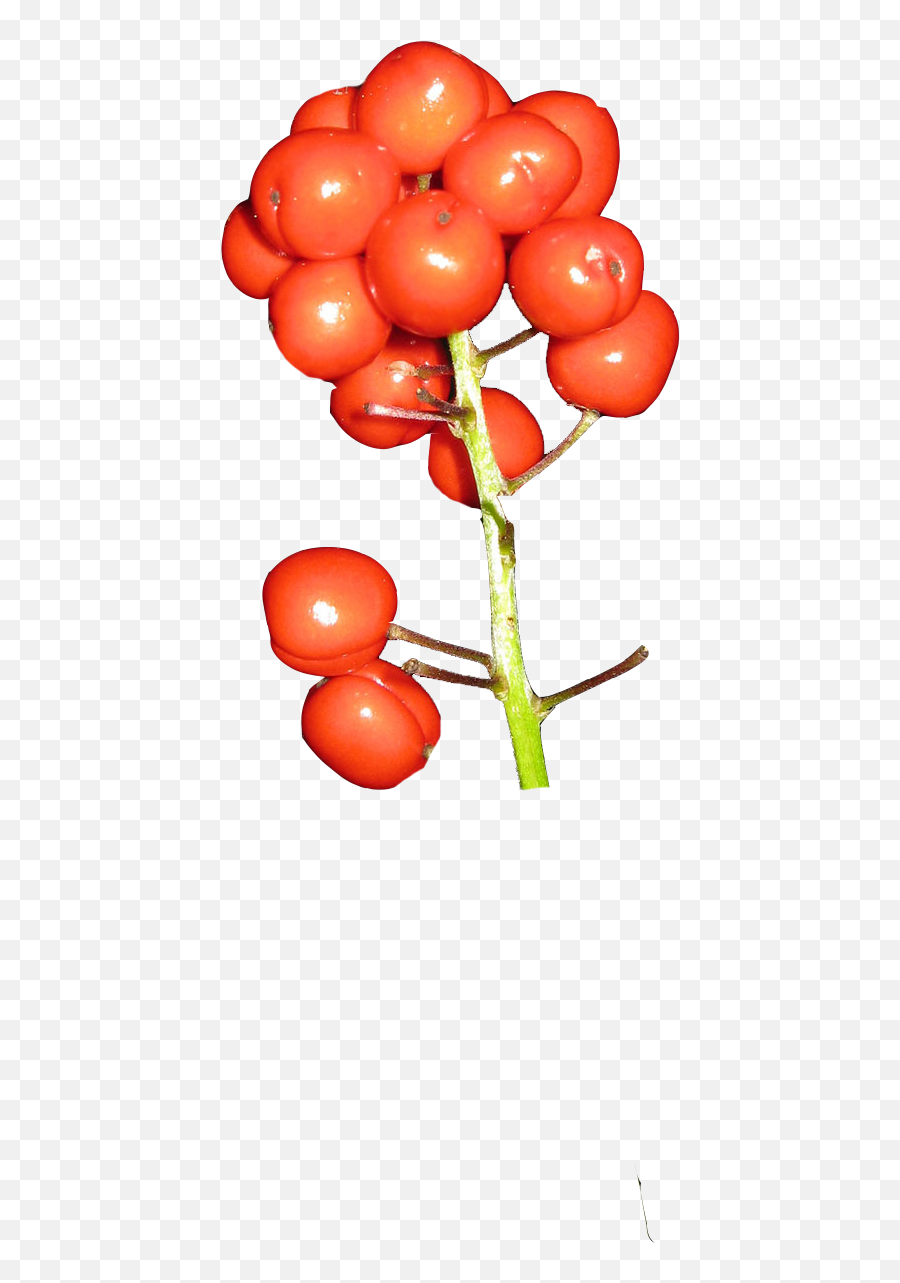 Poison Catalogue U2014 Kate Mao - Poison Berries Png,Berries Png
