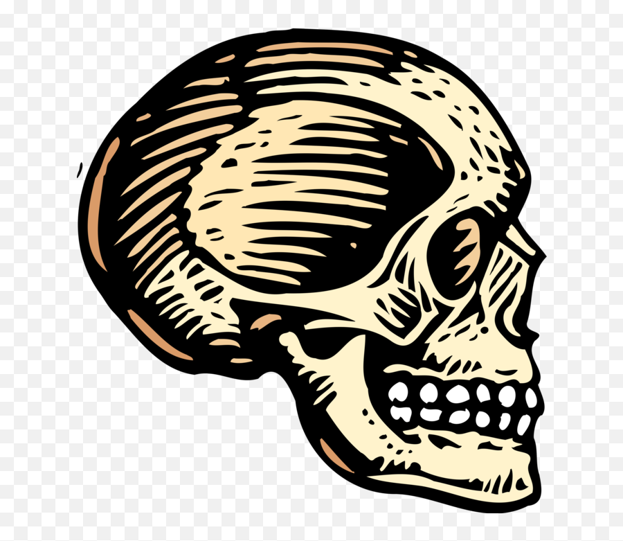 Vector Illustration Of Human Skull Head - Skull Cranium Periorbital Ecchymosis And Rhinorrhea Png,Skull Head Png