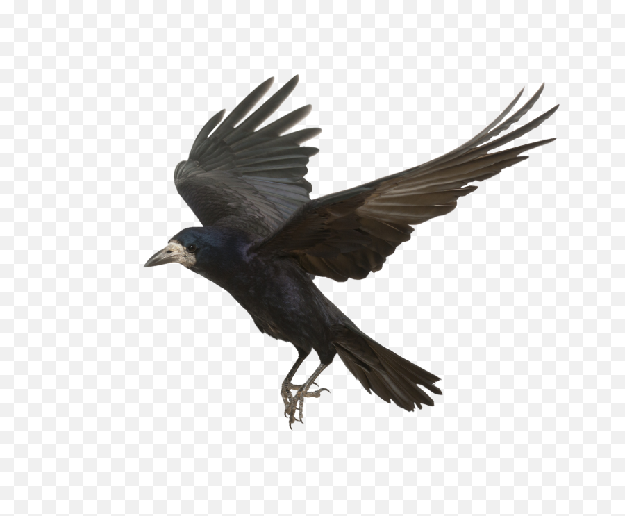 Download Crow Png Photos - Transparent Background Crow Png,Crow Png