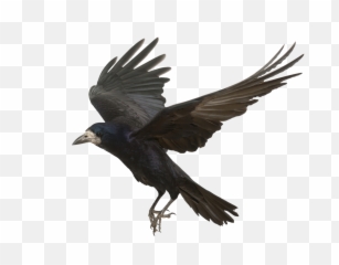 Download Crow Png Photos - Transparent Background Crow Png,Crow Png