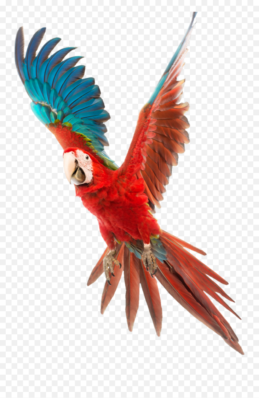Vector Free Download Bird Budgerigar Cockatiel Cage - Colorful Flying Birds Png,Birds Png