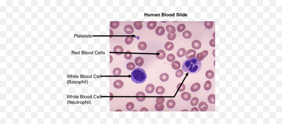Download Top Images For Blood Smear - Labeled Mammalian Blood Smear Png,Blood Smear Png