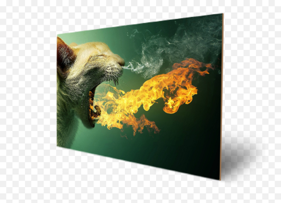 Download Cute Animal Hairy Amazing Eyes - Cat Mouth On Fire Png,Fire Eyes Png
