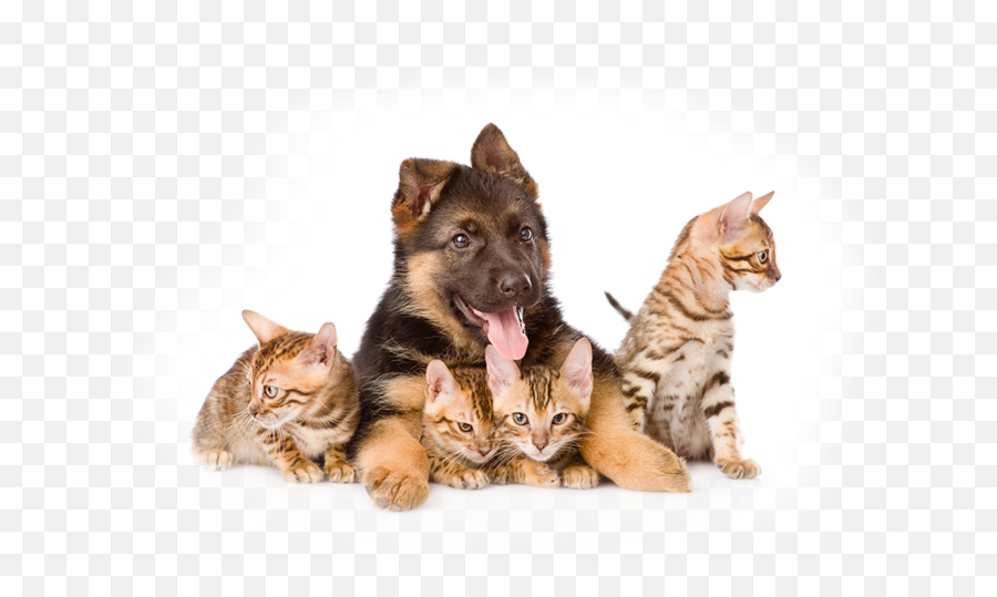 Bengal Cat And Dog - Transparent Background Cats And Dogs Png,Cat Head Png