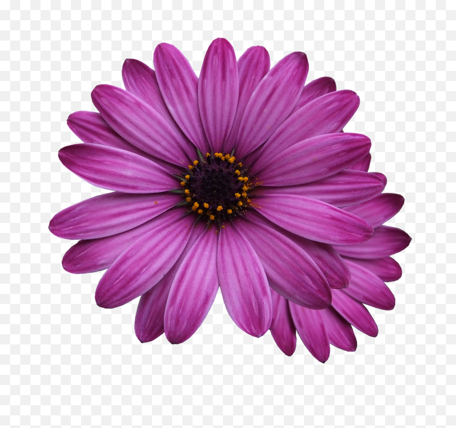 Purple Flowers Transparent Background Png Arts - Purple Flower Transparent Background,Pink Flower Transparent Background