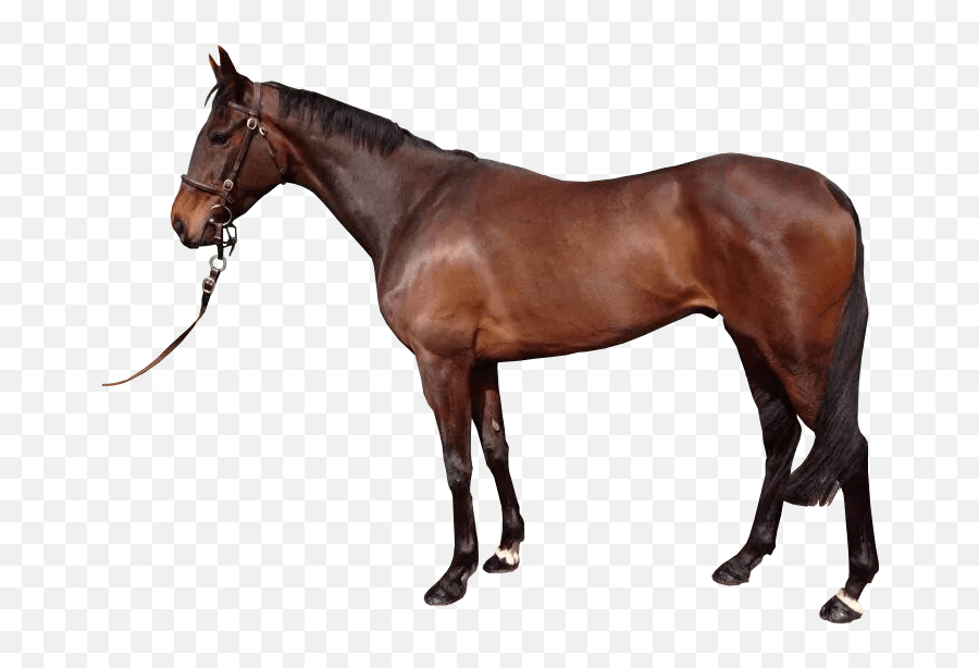 Reigns Transparent Background Image - Brown Horse Transparent Background Png,Horse Transparent Png