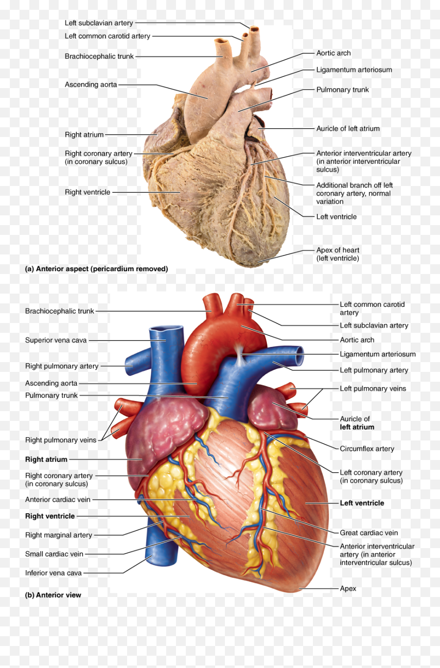 Heart Organ Png - Structure Of The Heart Inside The Human,Heart Organ Png