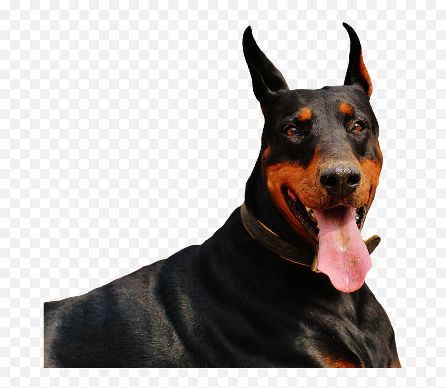 Png Doberman Dog Animal World - Doberman Dog Png,Doberman Png