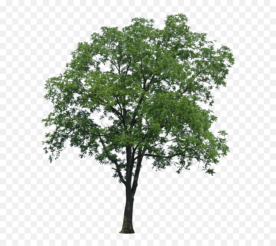 Multi Stem Tree Png Image With No - Arboles Png Para Renders,Arboles Png