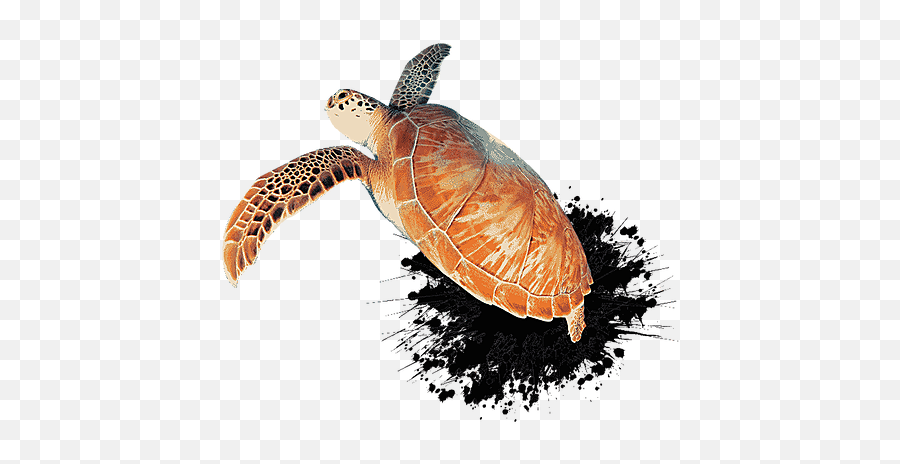 Contact Divermojo - Hawksbill Sea Turtle Png,Sea Turtle Png