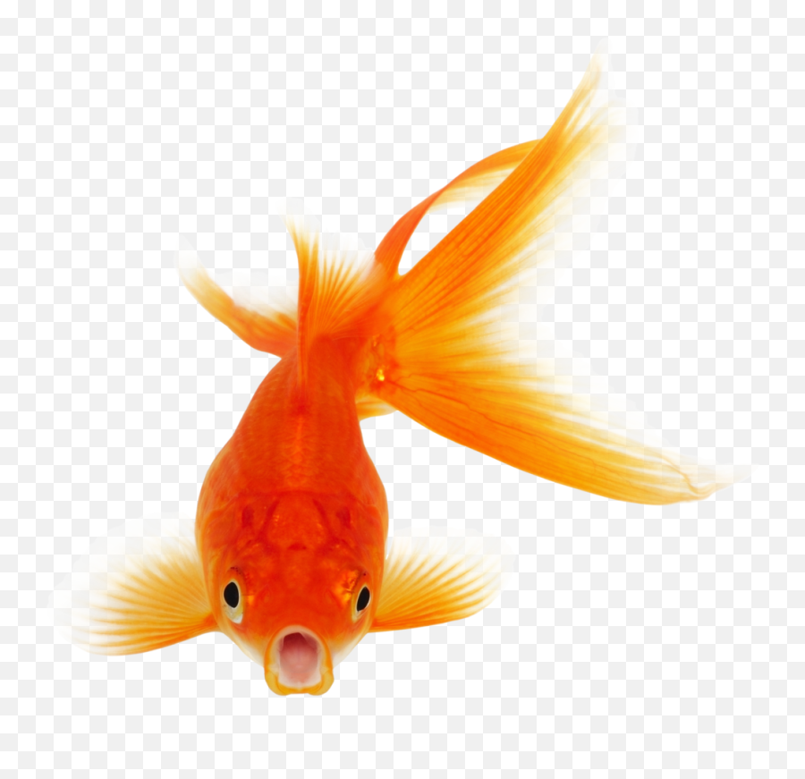 Download Goldfish Png Photo Background - Fish Png Transparent Background,Goldfish Png
