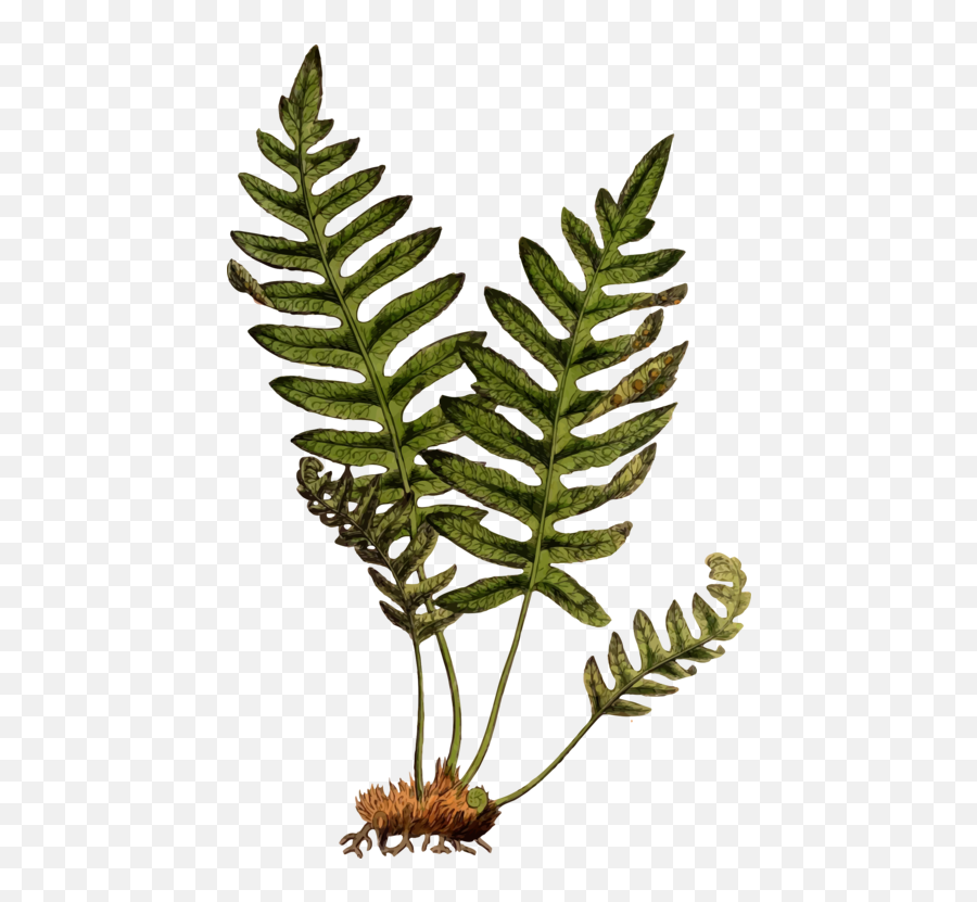 Plant Leaf Vascular Png Clipart - Lady Fern Plant Clipart,Ferns Png
