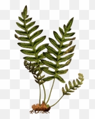 Plant Leaf Vascular Png Clipart - Lady Fern Plant Clipart,Ferns Png