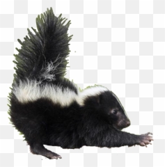 Skunk - Sticker By Taliafera Baby Skunks For Sale Craigslist Png,Skunk Transparent