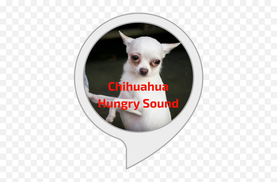 Amazoncom Chihuahua Hungry Sound - Body Soul And Spirit Png,Chihuahua Png