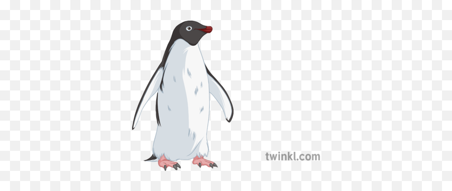 Animal Penguin Illustration - Twinkl Pinguino En Blanco Y Negro Png,Penguins Png