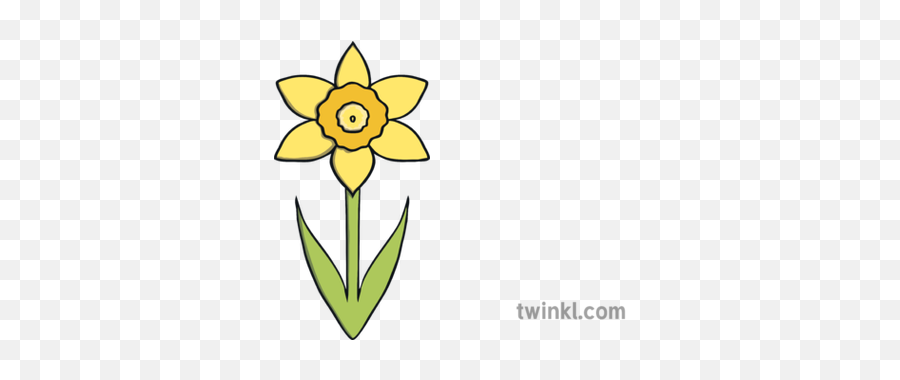 Whole Daffodil Illustration - Daffodil Twinkl Png,Daffodil Png