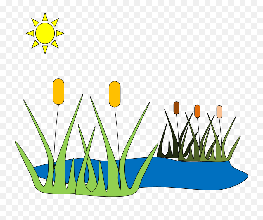 Reed - Pond Clip Art Png,Reed Png