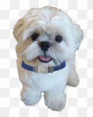 Whistle Gps Pet Tracker - Transparent Shih Tzu Png,Shih Tzu Png