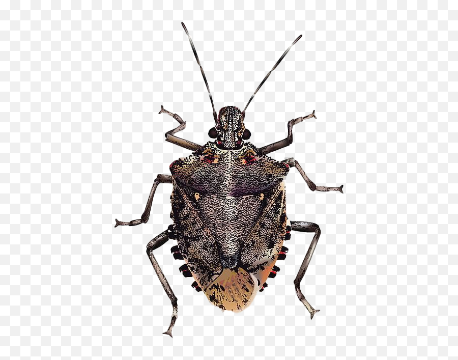 True Bug Png Transparent Images - Halyomorpha Halys,Bugs Png