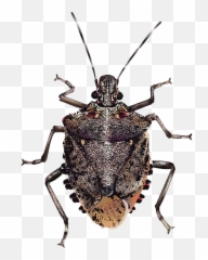 True Bug Png Transparent Images - Halyomorpha Halys,Bugs Png