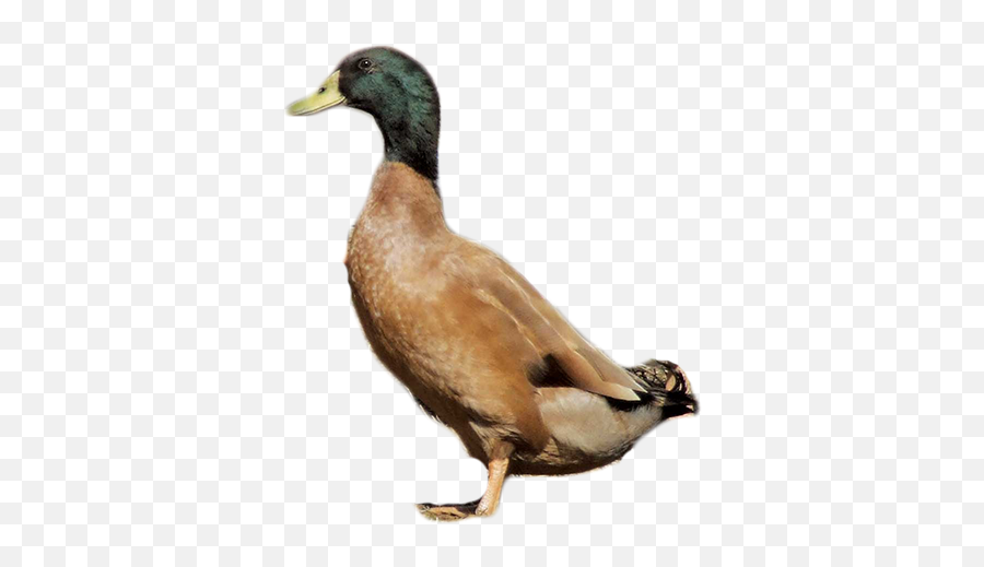 Duck Png Transparent Background - Khaki Campbell Ducks Png,Duck Png