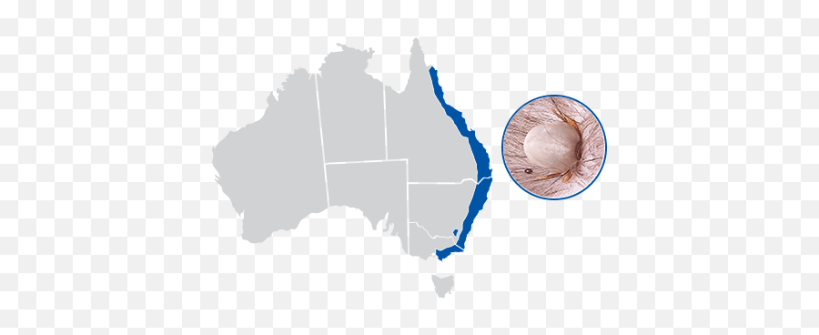 Parasites In Dogs - Types Of Dog Parasites Nexgard Range Silhouette Australia Png,Paralyzed Icon