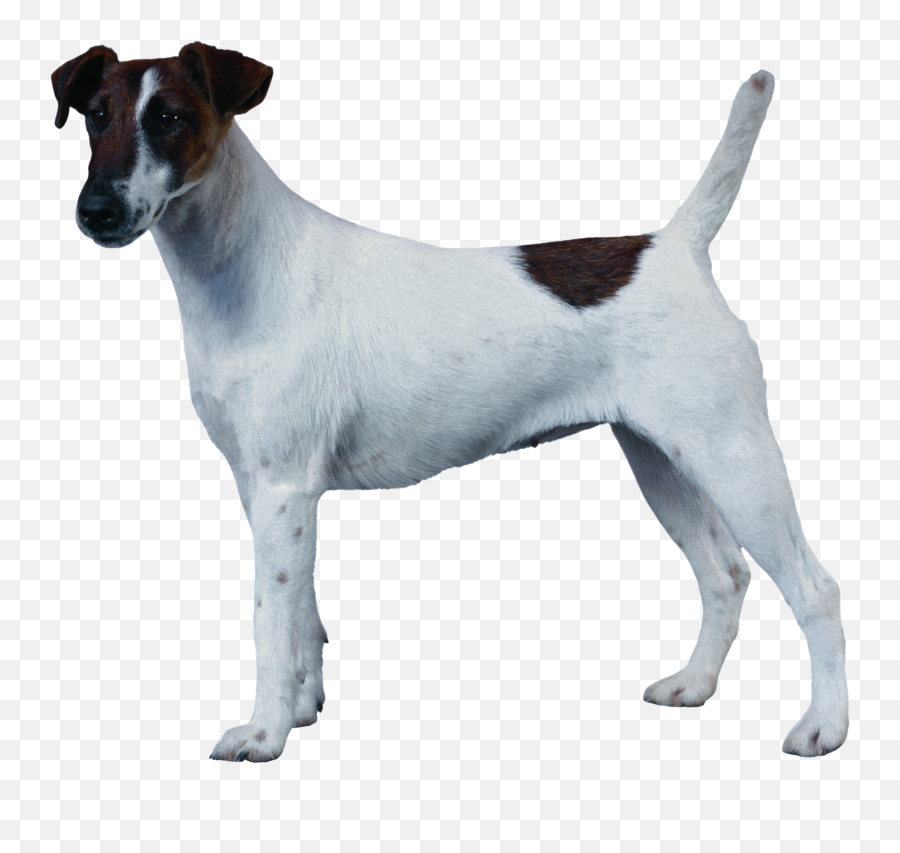 Dog Png Image Dogs Puppy Pictures Free Download - Fox Terrier,Dog Transparent