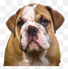 Olde English Bulldogge Dorset - Miniature Vs png