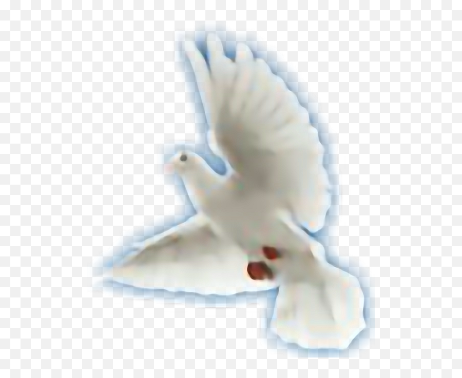Download Holy Spirit Png Image With No - Pomba Do Espirito Santo Png,Holy Spirit Png