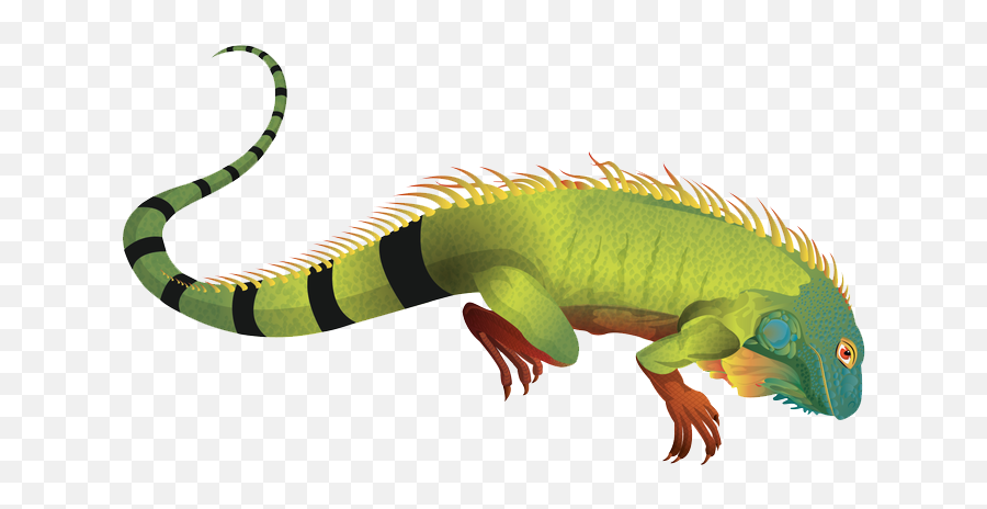 Iguana Clipart Green - Iguana Png Clipart,Iguana Png