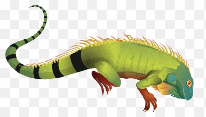 Iguana Clipart Green - Iguana Png Clipart,Iguana Png