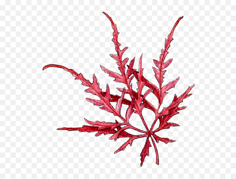 Japanese Maples - Lobelia Png,Japanese Maple Png