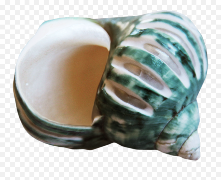 Seashells Clipart Conchas Transparent - Egg Png,Concha Png