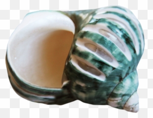 Seashells Clipart Conchas Transparent - Egg Png,Concha Png