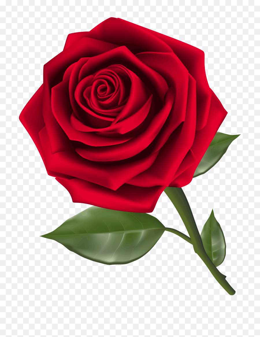 Beautiful Red Rose Png Clipart - Rose Clipart Transparent Rose Clipart Png,Rose Transparent