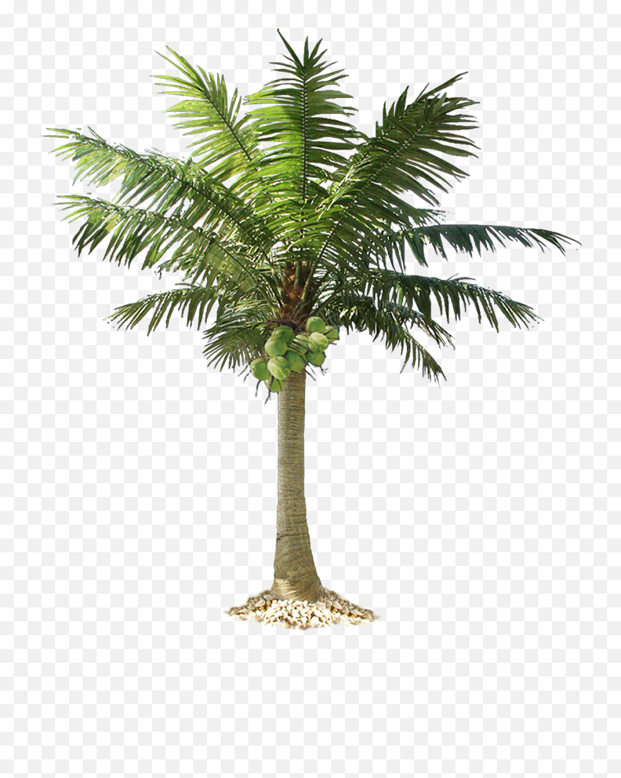 Green Palm Tree Transparent Background Png Play - Small Coconut Tree ...