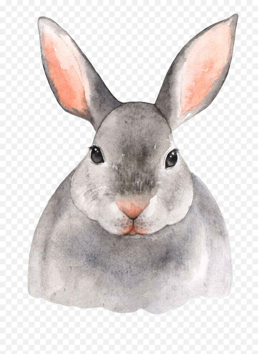 Download Hand Painted Gray Rabbit Png - Plakat Dla Dziecka Krolik,Rabbit Transparent