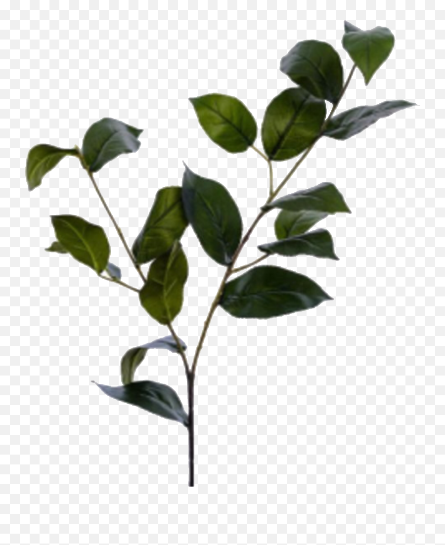 Fake Flower Arrangements - Apple Tree Leaf Arrangement Png,Plant Pngs