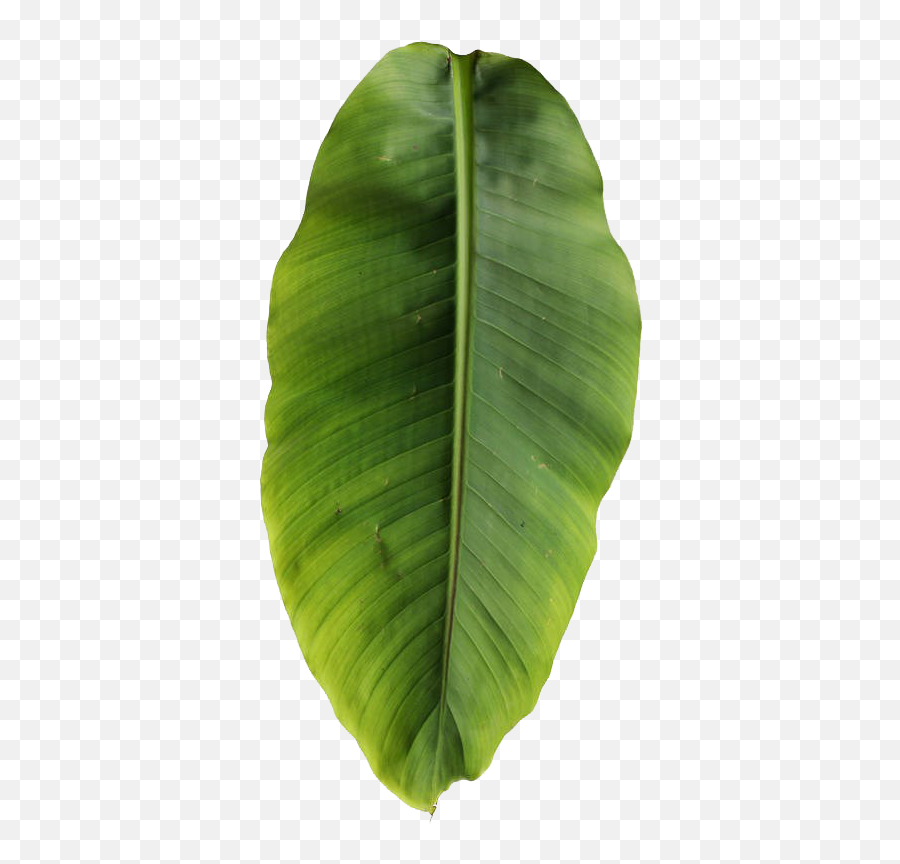 Download Basjoo Musa Leaf Banana Leaves Free Transparent - Banana Palm Leaf Png,Banana Leaf Png