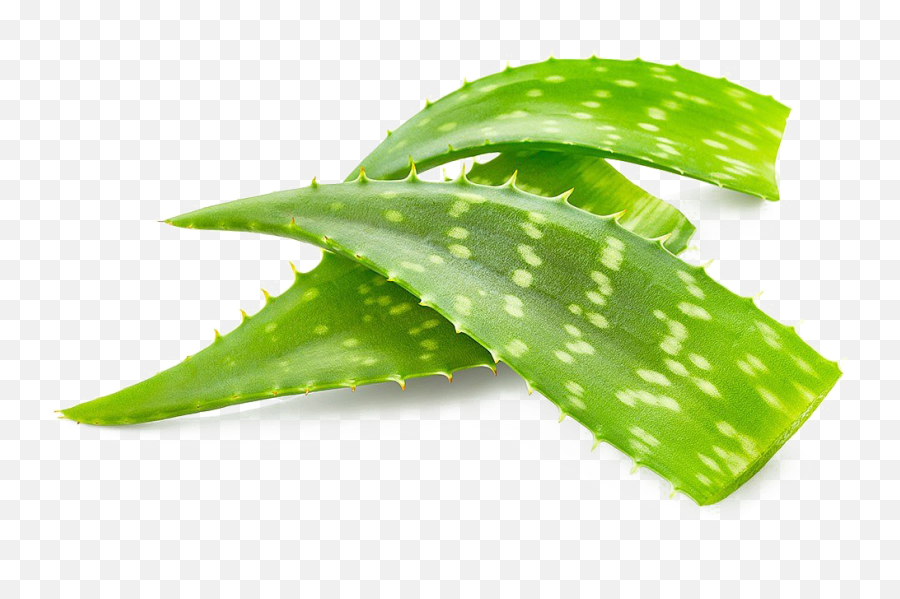 Aloe Vera Png Image Background - Use Aloe Vera To Treat Stretch Marks,Aloe Png