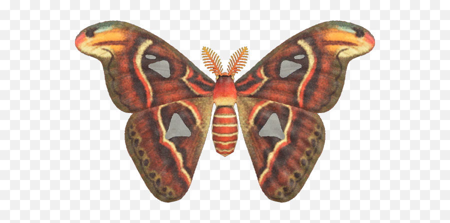 Atlas Moth - Animal Crossing New Horizons Atlas Moth Png,Moth Png